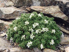 Arenaria balearica